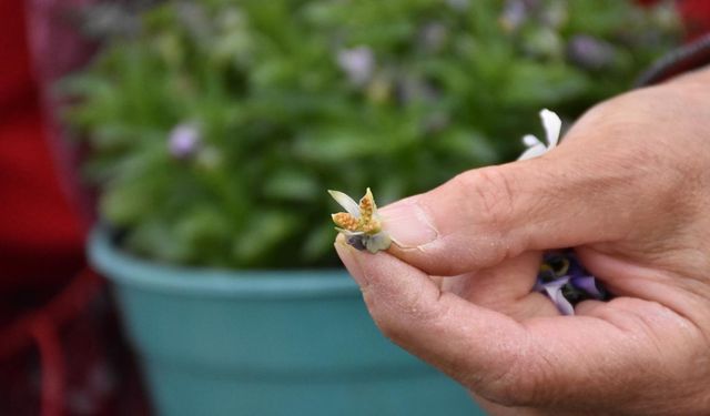 Uludağ'daki kadınların ürettiği tohumları Japonya'da çiçek açıyor