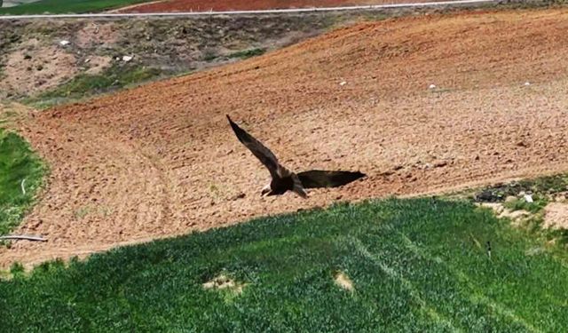 Kırıkkale’de ortaya çıktı, "dron" ile görüntülendi