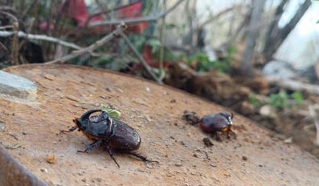 Yüksekova’da dünyanın en güçlü böceği görüldü