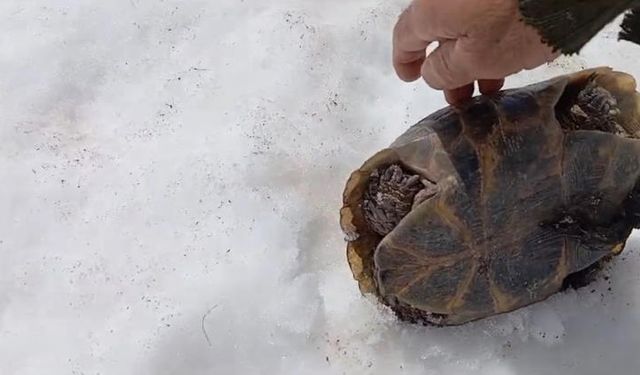 Kar üstünde mahsur kalan kaplumbağayı kurtardı