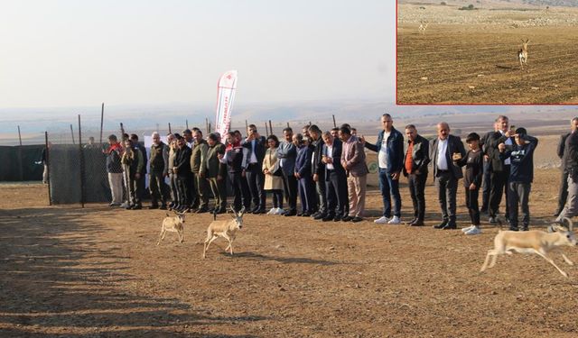 Şanlıurfa'dan getirilen 30 ceylan Şırnak'ta Cudi Dağı'na bırakıldı