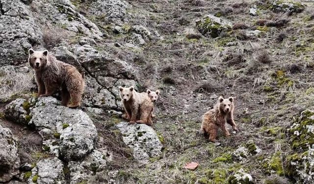 Tunceli’de kış uykusundan uyanan ayı ailesi kameraya yansıdı