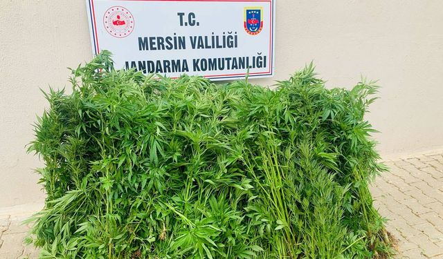 Evinin bahçesini uyuşturucu tarlasına çevirdi
