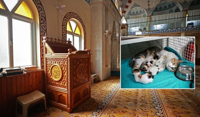 Mersin'de camide doğum yapan kedi ile 3 yavrusu koruma altına alındı