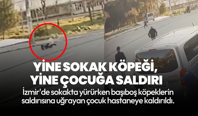İzmir'de yine sokak köpeği, yine çocuğa saldırı