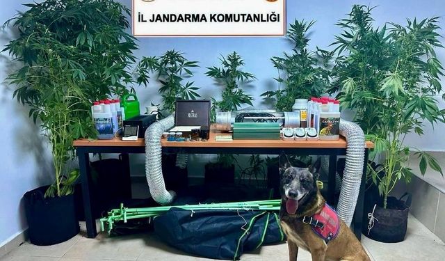 Bodrum'da Şok Operasyon: Öğretmenin Evi Uyuşturucu Üretim Çiftliğine Dönüştürülmüş