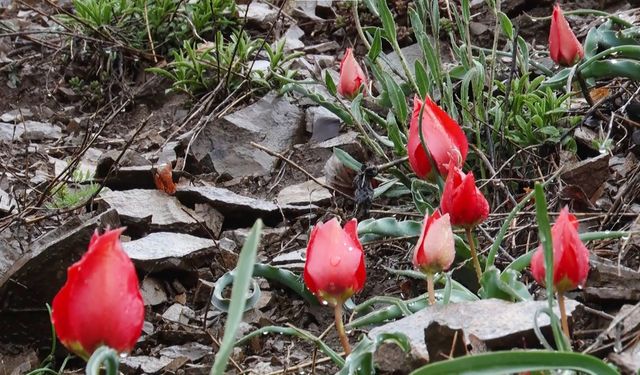 Yılda sadece 15 gün görülen 'dağ lalesi' doğa severleri büyülüyor