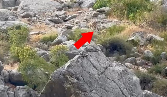 Karanlık Kanyon’da nesli tehlikedeki dağ keçileri görüntülendi