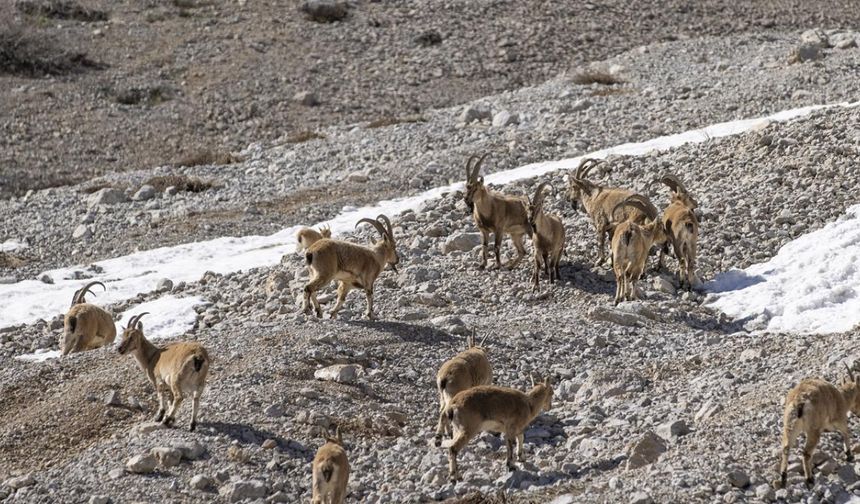 Yaban keçileri Munzur Dağları'nda kameralara yansıdı