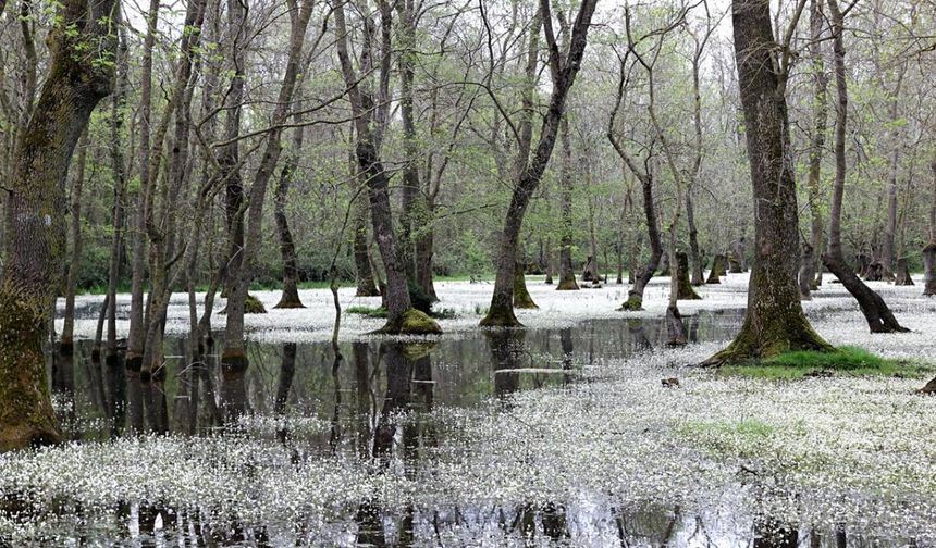 Kızılırmak Deltası'nda "su papatyaları" adeta görsel şölen sunuyor
