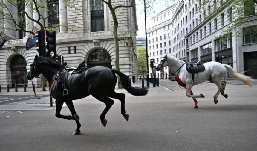 Londra'da Kraliyet atları ortalığı karıştırdı! Yaralılar var