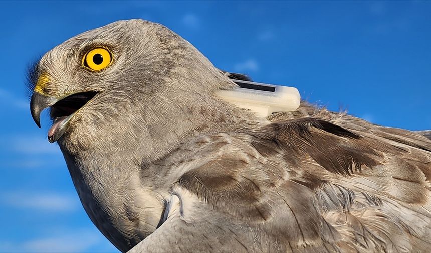 Uydu vericisi takılan 4 yırtıcı kuşun yolculuğu anbean izleniyor