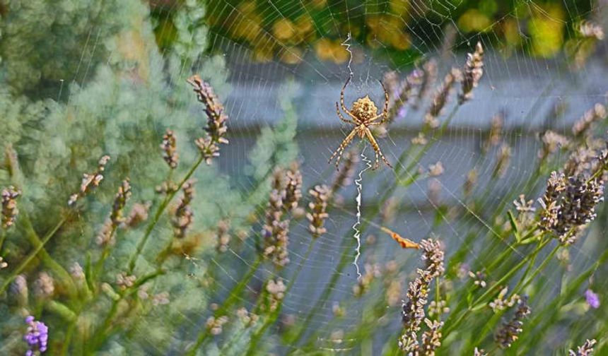 Dünyanın en zehirli örümceklerinden, Aksaray’da görüldü