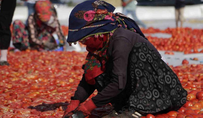 Diyarbakır’da kavurucu sıcakta kurutmalık domates mesaisi