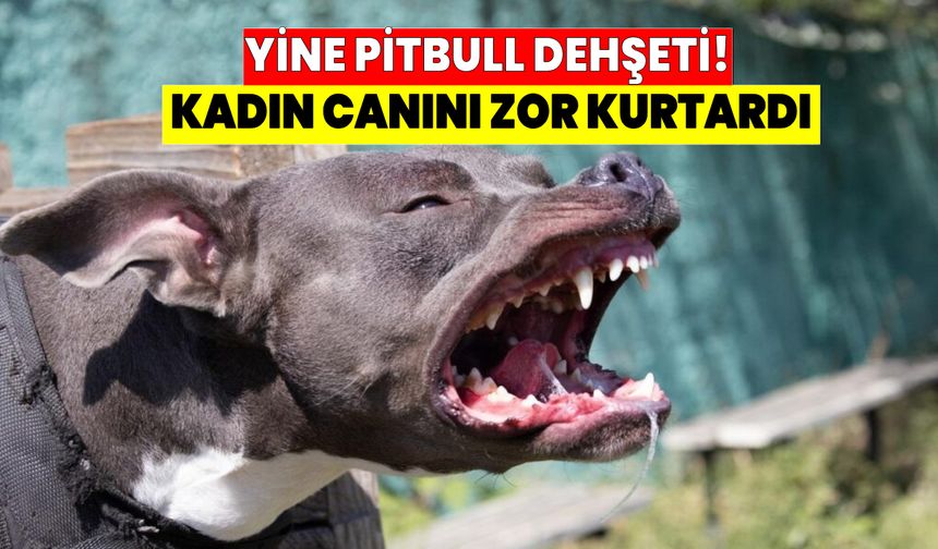 İstanbul'da pitbul dehşeti! Canını zor kurtardı