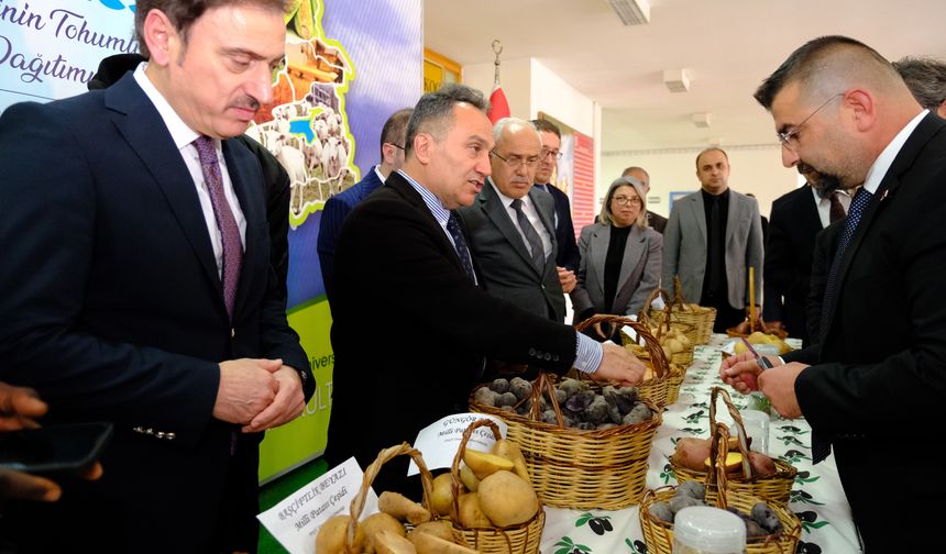 Tokat'ta milli patates çeşitleriyle yerel tarım