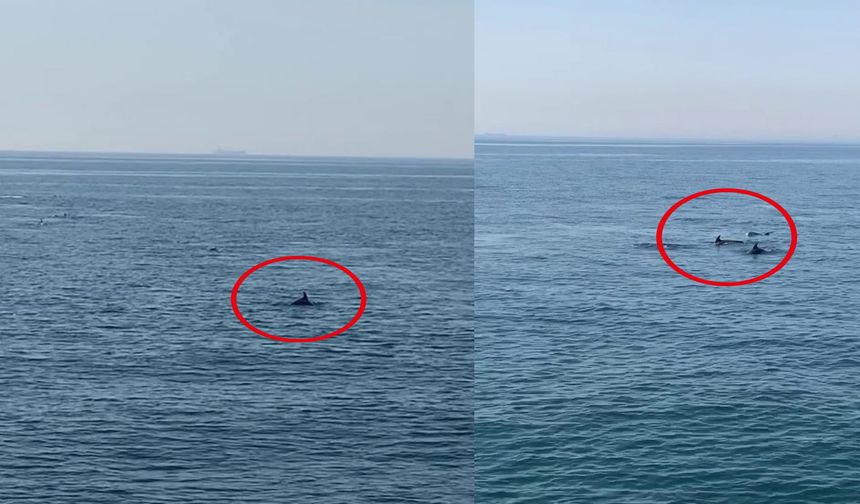 Marmara Denizi’nde yunus balıklarından görsel şölen