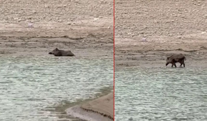 Sıcaktan bunalan domuz Seyhan Baraj Gölü’nde serinledi