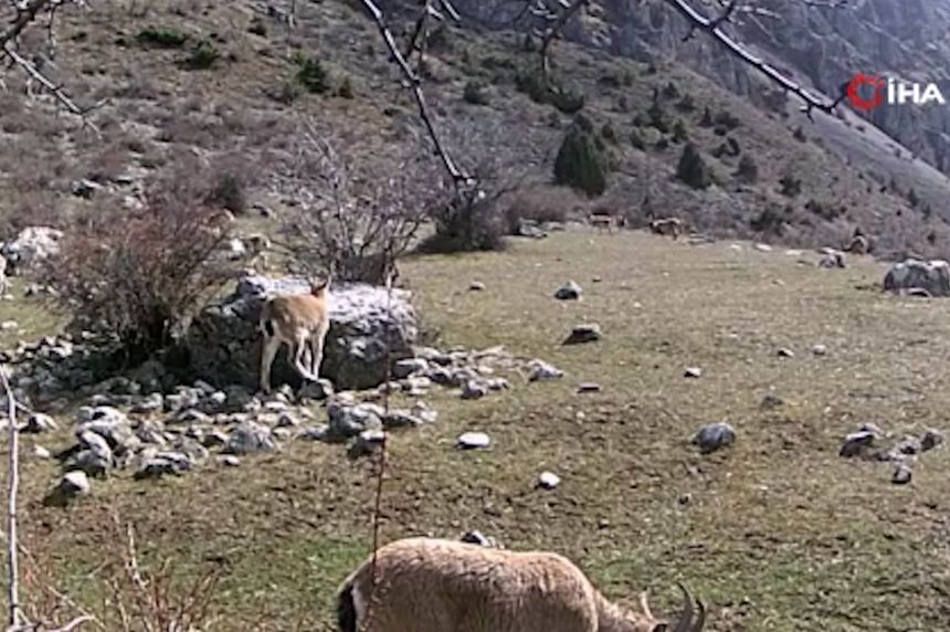 Yaban keçisi sürüsü fotokapanla görüntülendi