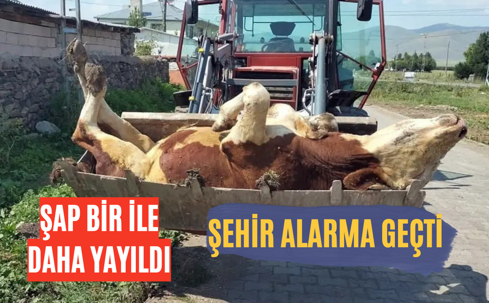 Şap hastalığı yeni bir ile daha sıçradı
