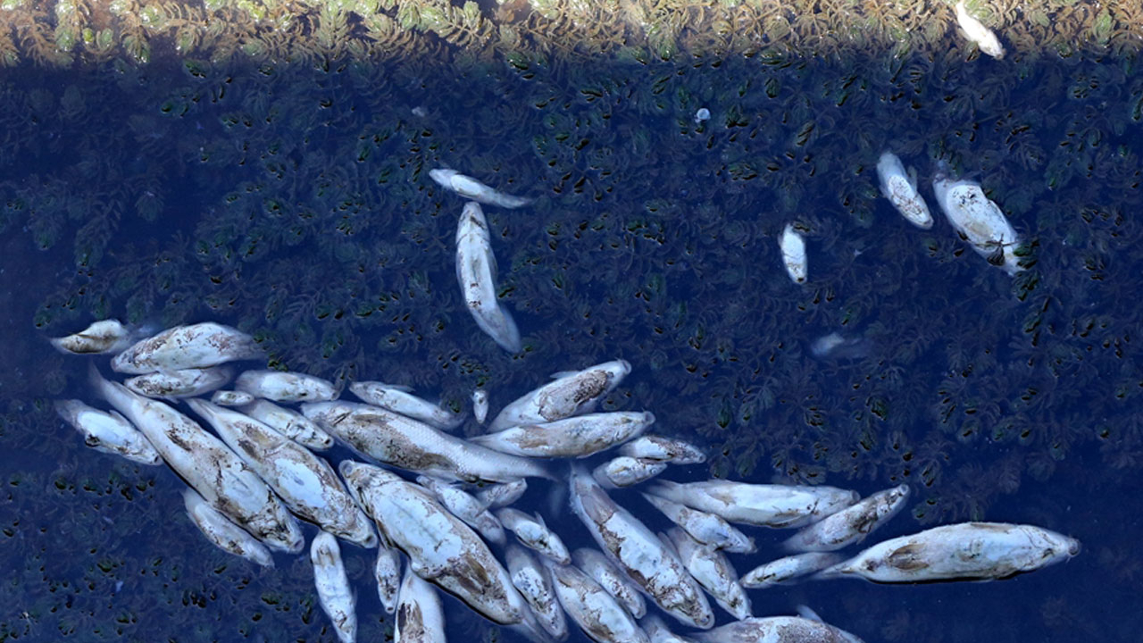 Kızılırmak'ta ani balık ölümleri! Nedeni araştırılıyor