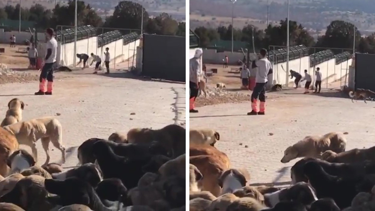 Konya'daki köpek katliamı haberlerine erişim engeli