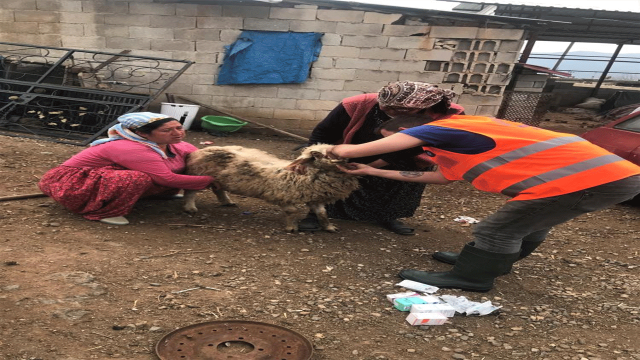 Antalya Büyükşehir Belediyesi veterinerleri deprem dolayısıyla Gaziantep'te