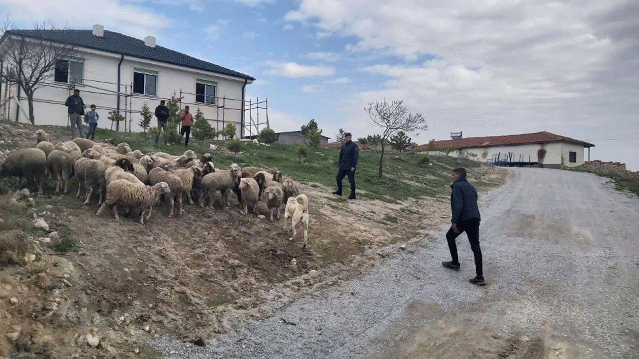 33 küçükbaş hayvan jandarmanın çalışmaları sonucu dron yardımı ile bulundu