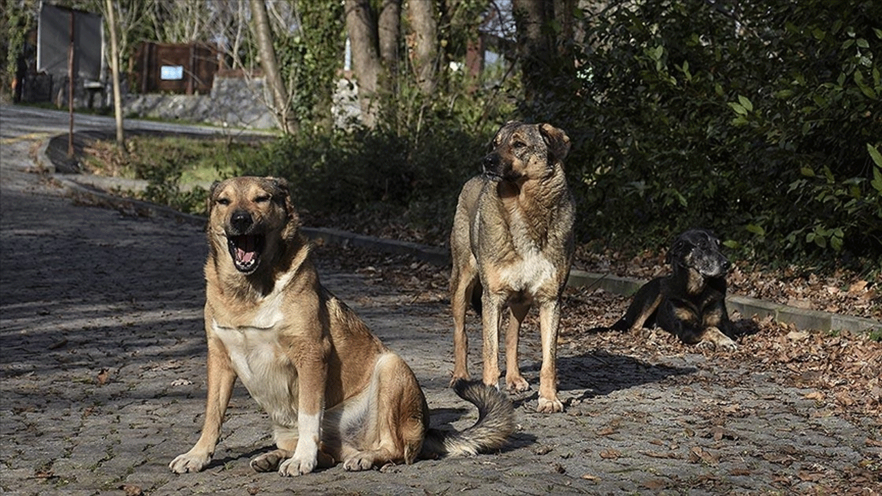 Köpekler bu sefer de keçiye saldırdı, keçi canını böyle kurtardı