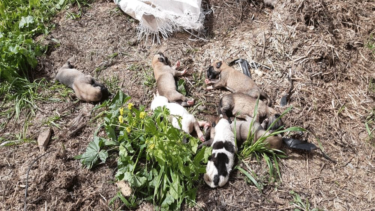 Ahlaksızlar! 11 yavru köpeği, ağızları bağlanmış çuvallarla atmışlar