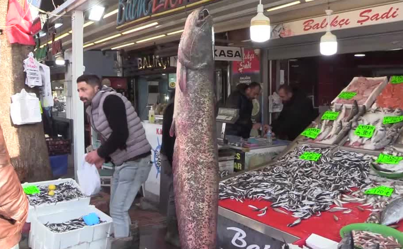 Amasya'da  2 metre uzunluğunda 50 kilogramlık yayın balığı avlandı