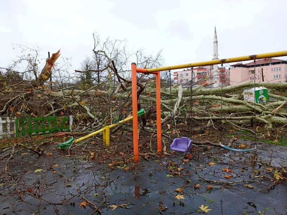 Samsun'da 650 yıllık çınar ağacı şiddetli rüzgar nedeniyle devrildi.