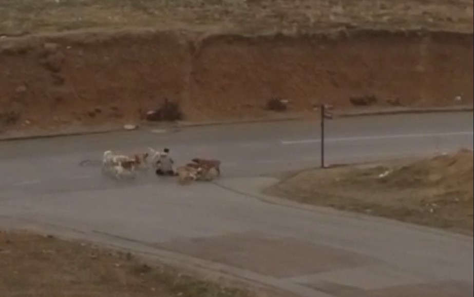 Ankara'da başıboş köpekler yere yatırdıkları vatandaşı defalarca ısırdı