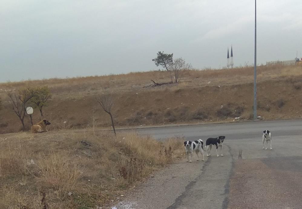 Ankara'da başıboş köpekler yere yatırdıkları vatandaşı defalarca ısırdı