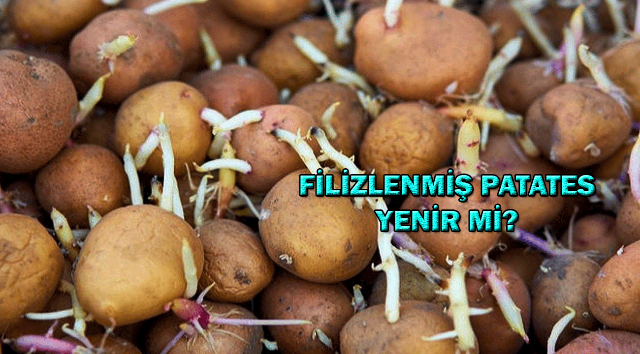 Filizlenmiş patates yenir mi?