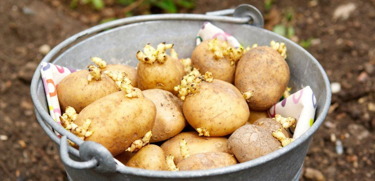 Filizlenmiş patates yemek