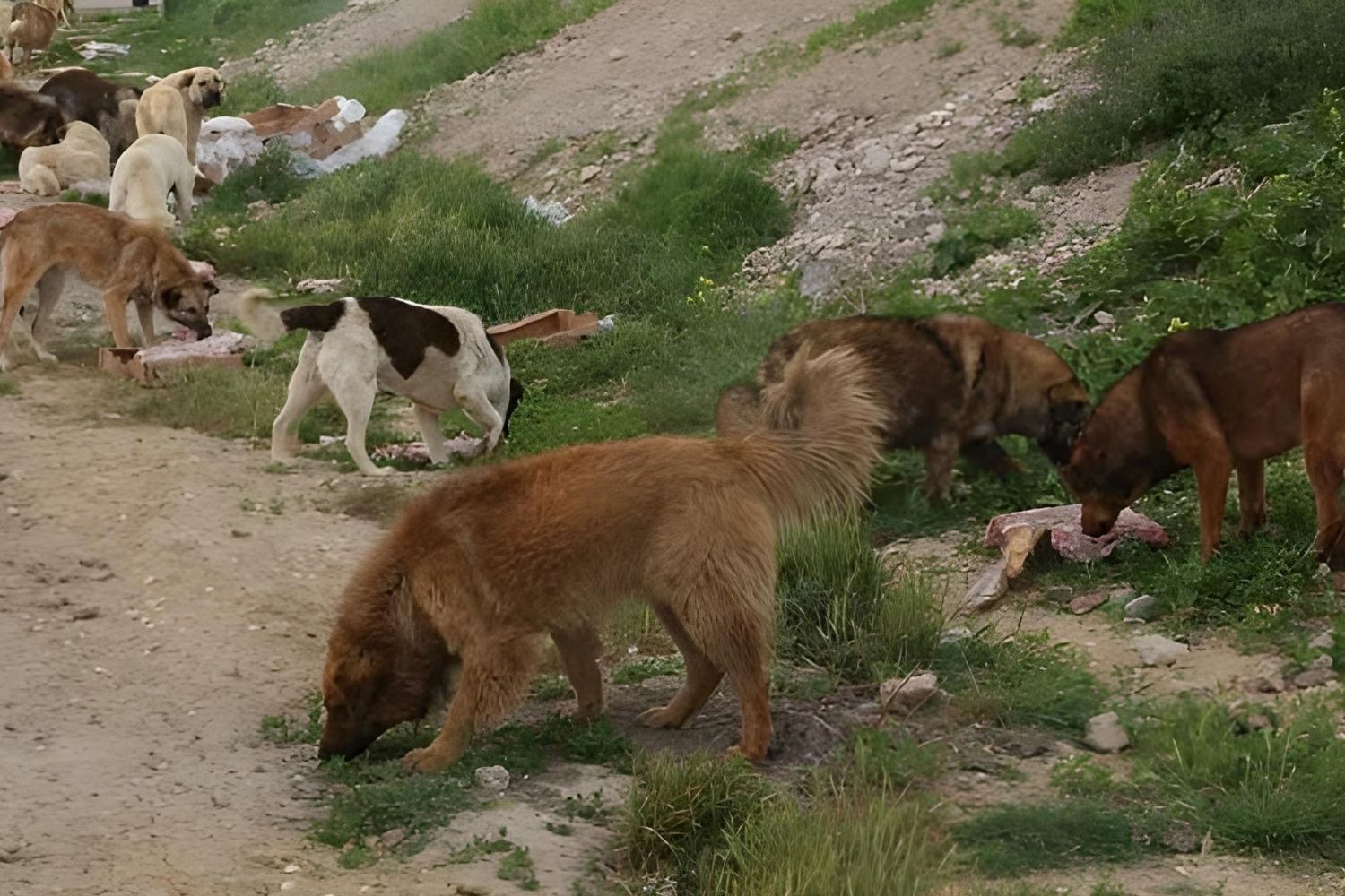 Köpek Katliami