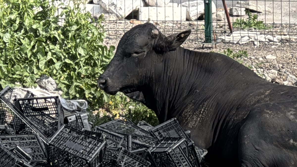 Hatay'da kaçan angus uyuşturucu iğneyle sakinleştirilerek yakalandı