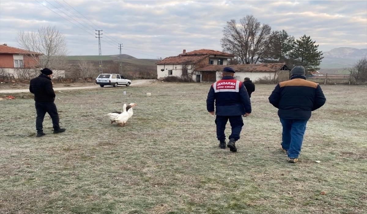 Çorum'da kaz dövüşü yaptıran 7 kişiye 72 bin 695 lira ceza kesildi