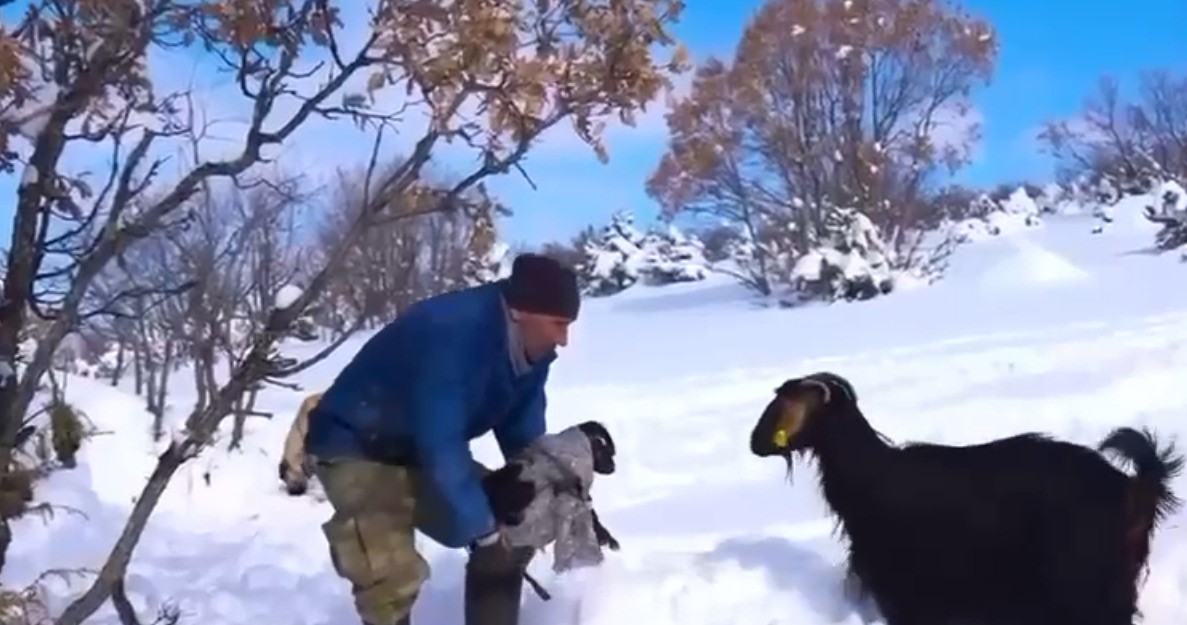 Yurtdışında meslekleri denedi, memleketinde çobanlığa döndü