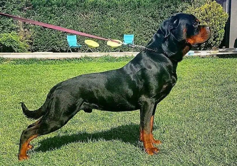 Rottweiler cinsi köpek