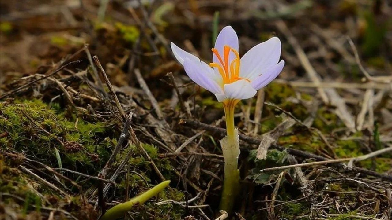 Cemre toprağa ne zaman düşer