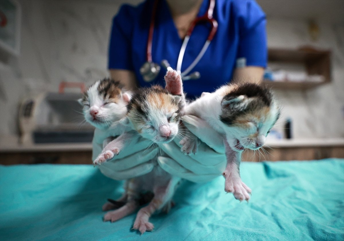 Mersin'de camide doğum yapan kedi ile 3 yavrusu koruma altına alındı