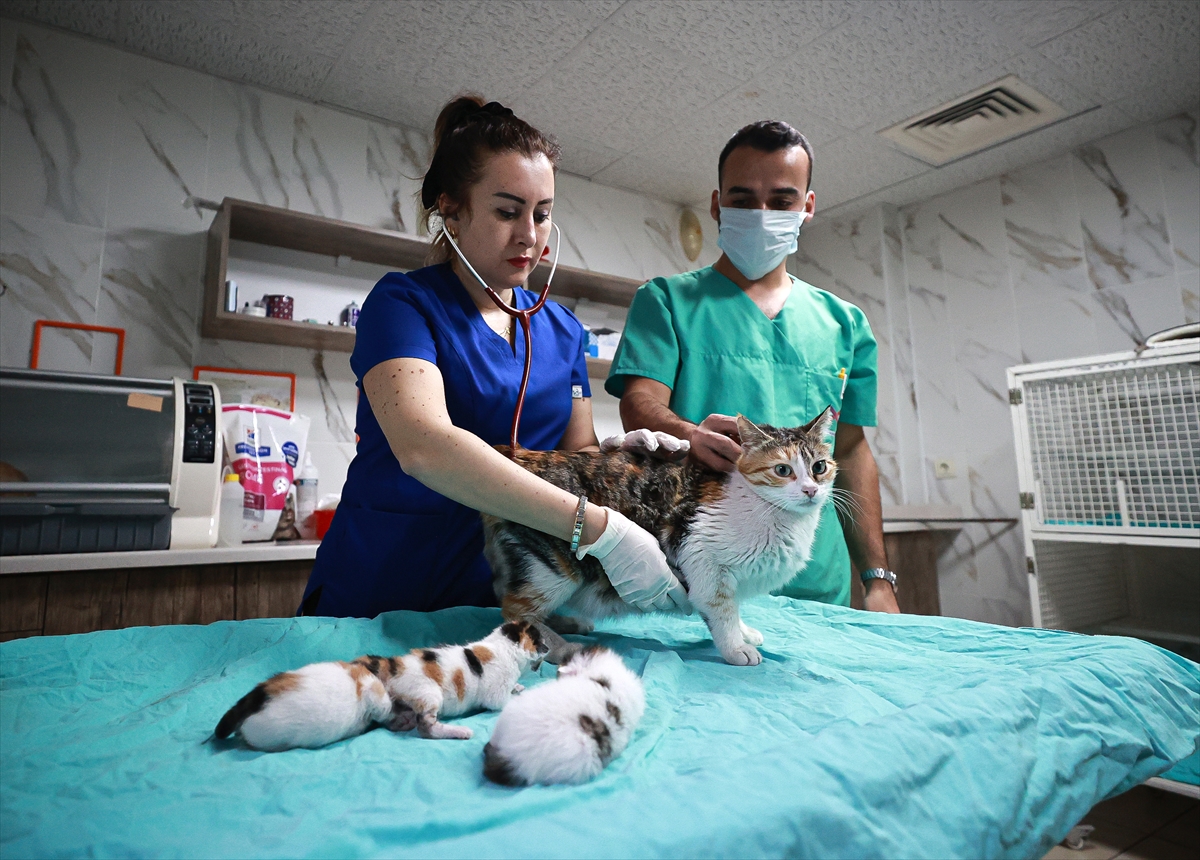 Mersin'de camide doğum yapan kedi ile 3 yavrusu koruma altına alındı