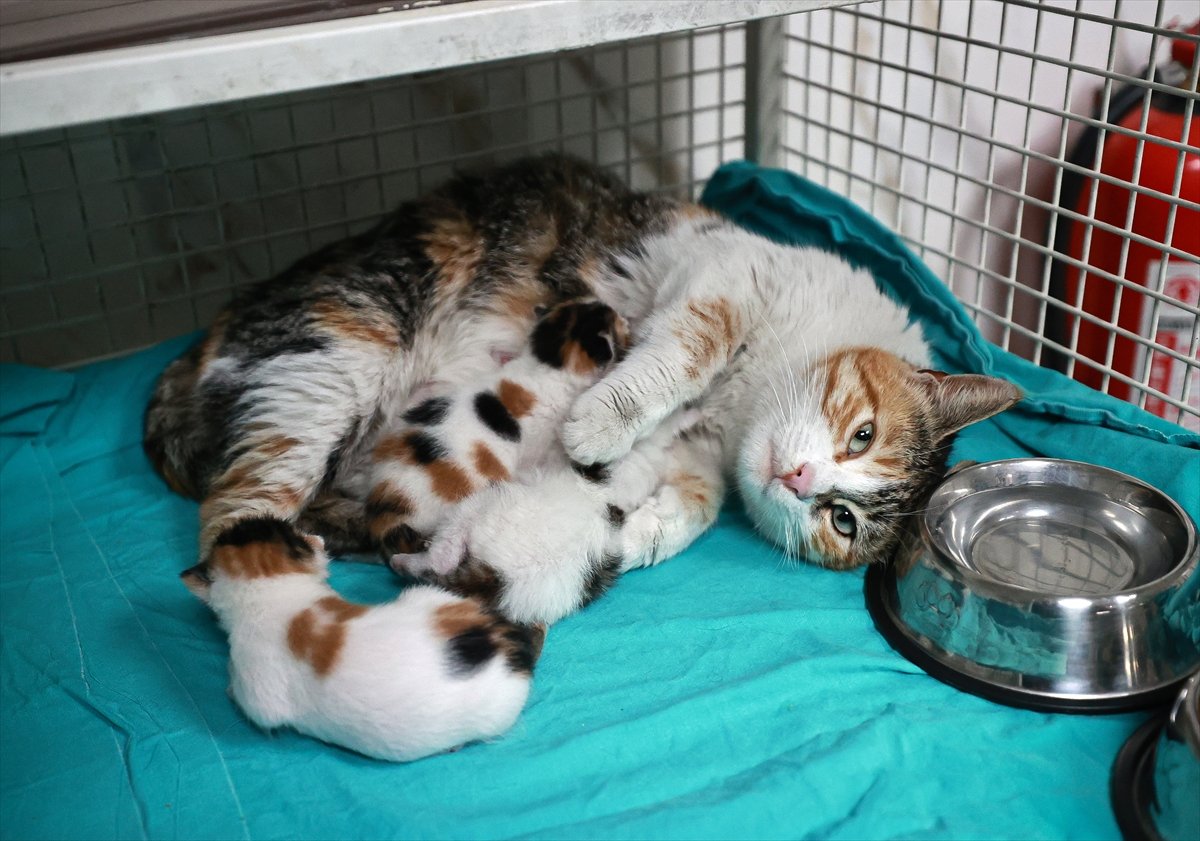 Mersin'de camide doğum yapan kedi ile 3 yavrusu koruma altına alındı