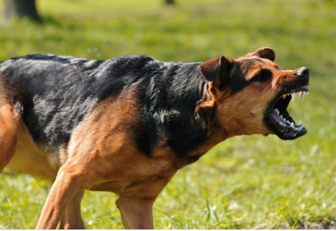 Parazitli Köpekler